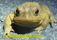/home//u458753944/public_html/sourcegallery//Roxborough Toad Detour/2013-2019/2013/2013-04-09/P1120040.JPG